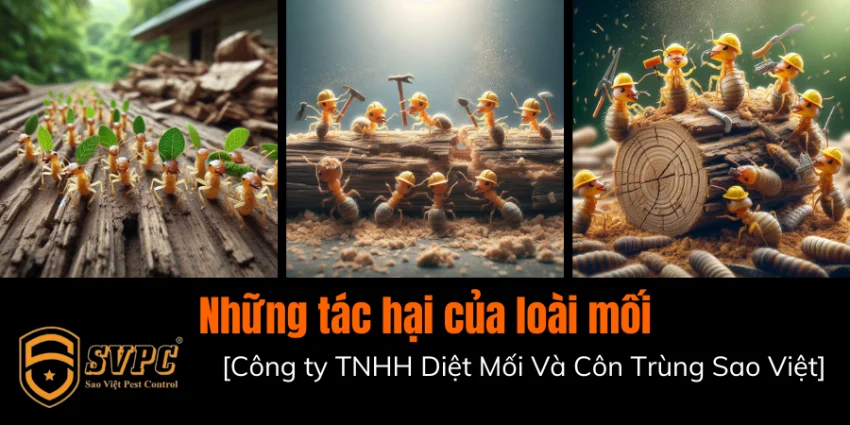 tac-hai-cua-moi1