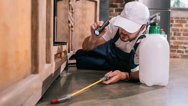 Dịch vụ diệt ruồi nhà hàng Bình Sơn