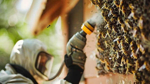 Dịch vụ diệt ong vò vẽ khách sạn Xuân Hòa