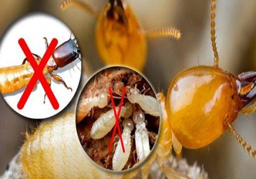 Chống mối cho nhà hàng Tân Hiệp