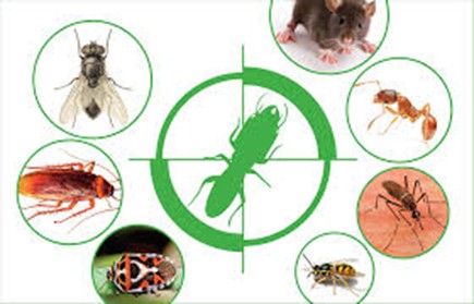 diệt côn trùng khách sạn Thủ Dầu Một