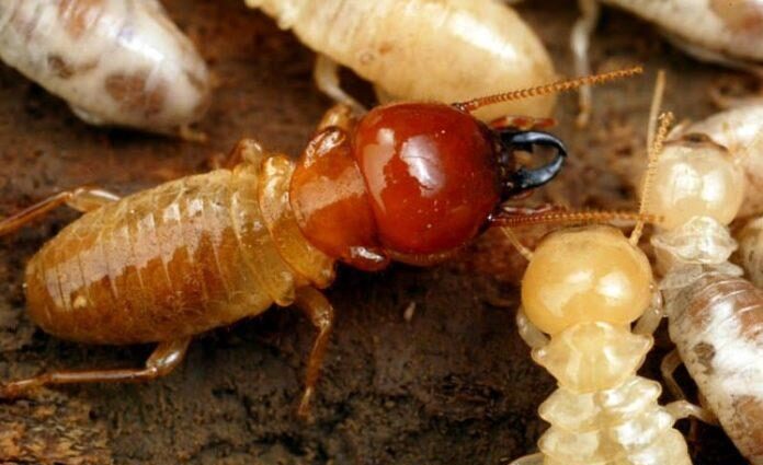 diệt mối nền móng chung cư Nhơn Trạch