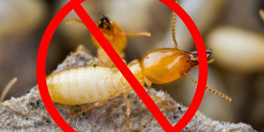 chống mối trường mầm non Thủ Dầu Một