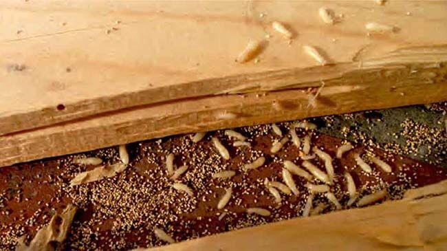 Dịch vụ chống mối quán cafe Long Khánh, Đồng Nai chất lượng