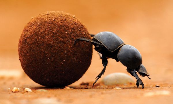 Côn trùng có lợi ích gì và vai trò bất ngờ trong hệ sinh thái
