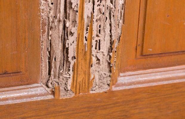 Côn trùng phá hoại đồ gỗ bảo vệ tài sản của bạn thế nào?