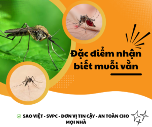 muoi-van-thu-pham-sot-xuat-huyet.2