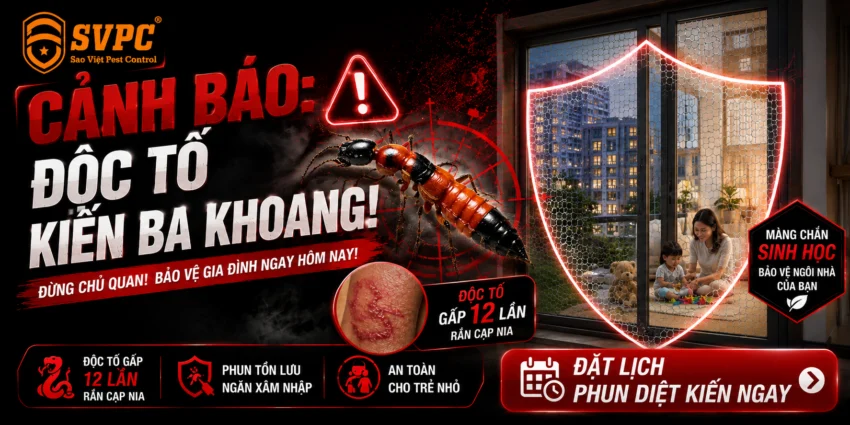 Cảnh Báo Nguy Hiểm Từ Kiến Ba Khoang & Cách Xử Lý Triệt Để