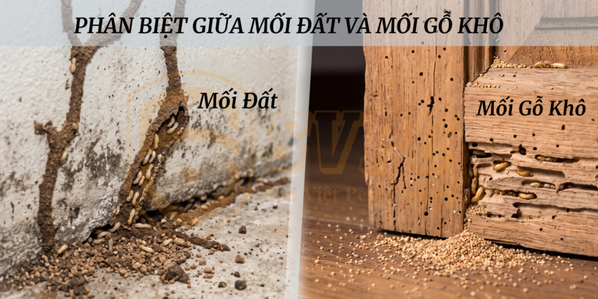 Cách phân biệt mối gỗ và mối đất